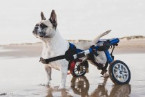 Бічний вид на французький бульдог на інвалідному візку стоїть на мокрому піску на узбережжі і озирається — стокове фото