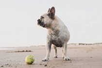 Милая домашняя собака с теннисным мячом на мокром песке на берегу моря и смотрит в сторону — стоковое фото