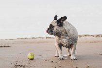 Симпатична домашня собака з тенісним м'ячем на мокрій піску на березі моря і дивиться геть — стокове фото
