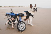 Вид збоку на спокійного собаку з використанням інвалідного візка, що стоїть на вологому піску біля води на береговій лінії і дивиться в сторону — стокове фото