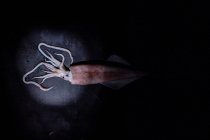 De arriba de la carne cruda de los calamares puestos a la mesa negra sobre el fondo negro en el estudio - foto de stock