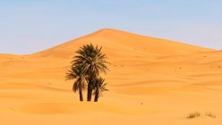 Великолепный пейзаж зеленых пальм, растущих в оазисе пустыни на фоне песчаных дюн в Марокко — стоковое фото