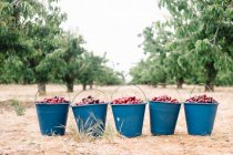 Fresh harvest of picked cherries placed in plastic buckets in summer garden — Stock Photo