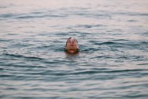 Удовлетворенный пловец во время здорового активного отдыха в глубоком спокойном море, выплевывая воду после погружения в солнечный день во время отпуска — стоковое фото