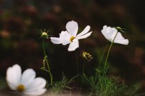 Primo piano di fiori fioriti fragili con petali bianchi e centro giallo che crescono vicino a piante verdi in giardino in estate — Foto stock