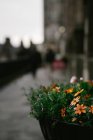 Fleurs florissantes orange et rose vif et feuillage vert croissant en pot mis sur la rue de la ville sous un ciel nuageux dans l'après-midi — Photo de stock