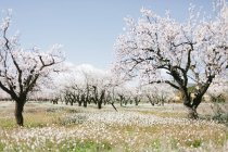 Magnifici alberi con tronchi marrone scuro e fiori in fiore che crescono sul prato di campagna vicino cottage sotto cielo senza nuvole nel pomeriggio — Foto stock