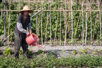 Ganzkörper asiatischer Mann mittleren Alters mit traditionellem orientalischem Strohhut, der in die Kamera schaut und Gießkanne benutzt, während er grüne Pflanzen in den Garten Taiwans gießt — Stockfoto