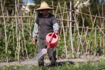 Азиатский мужчина средних лет в традиционной восточной соломенной шляпе с помощью полива горшок во время заливки зеленые растения, растущие в саду на Тайване — стоковое фото
