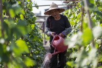 Asiatischer Mann mittleren Alters mit traditionellem orientalischem Strohhut blickt in die Kamera und gießt grüne Pflanzen, die im Garten in Taiwan wachsen — Stockfoto