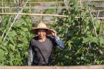 Homem asiático sênior em chapéu cônico oriental tradicional e roupas casuais sorrindo contra plantas verdes desfocadas crescendo na fazenda em dia ensolarado quente em Taiwan — Fotografia de Stock
