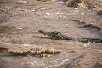 Side view of wild alligator with opened mouth and sharp teeth hiding in dirty water of rapid river Awash Falls Lodge — Stock Photo