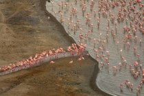 Вид с воздуха на розовые фламинго, стоящие у берега и питьевую воду из озера — стоковое фото