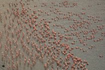 Vista aérea de flamencos rosados parados cerca de la orilla y agua potable del lago - foto de stock