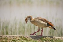 Vista lateral do ganso com plumagem colorida andando perto do lago no dia ensolarado — Fotografia de Stock