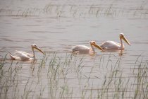Стая пеликанов плавает по волнообразной воде чистого озера в летний день — стоковое фото
