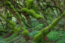 Мальовничий краєвид лісу з вигнутими стовбурами дерев, покритими зеленим мохом — стокове фото