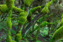 Picturesque landscape of forest with curved tree trunks covered with green moss — Stock Photo