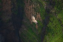 From above of spectacular scenery of wild vulture soaring over rocky cliff and waterfall — Stock Photo