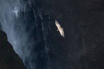 De cima de paisagem espetacular de abutre selvagem voando sobre penhasco rochoso e cachoeira — Fotografia de Stock