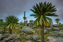 Giant lobelia trees with lush foliage growing on rocky terrain on background of stormy sky in Africa — Stock Photo