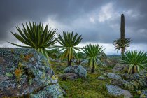 Lobelia gigante árvores com folhagem exuberante crescendo em terreno rochoso no fundo do céu tempestuoso na África — Fotografia de Stock