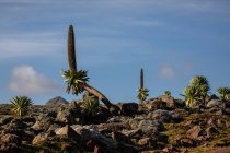 Lobélie géante au feuillage luxuriant poussant sur un terrain rocheux sur fond de ciel orageux en Afrique — Photo de stock