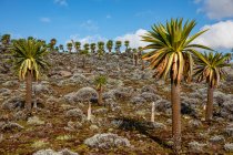 Alberi di lobelia giganti con fogliame lussureggiante che cresce su terreno roccioso sullo sfondo del cielo tempestoso in Africa — Foto stock