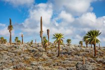 Велетенські лобелії з буйною рослинністю ростуть на скелястій місцевості на тлі бурхливого неба в Африці. — стокове фото