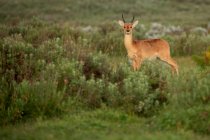 Antilope selvatica al pascolo nel prato di legno lussureggiante e guardando la fotocamera a Mountain Nyala, Etiopia — Foto stock