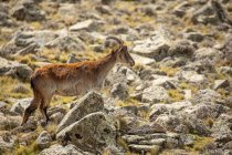 Side view of wild ibex with large horns pasturing in rough rocky terrain in Ethiopia — Stock Photo