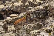 Vista laterale di stambecco selvatico con grandi corna al pascolo in terreni rocciosi grezzi in Etiopia — Foto stock