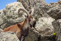 Vista lateral del ibex salvaje con cuernos grandes que pastan en terreno rocoso áspero en Etiopía - foto de stock