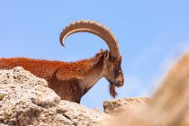 Vista lateral do ibex selvagem com chifres grandes pastando em terreno rochoso áspero na Etiópia — Fotografia de Stock
