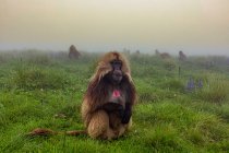 Гелада бабуин сидит на пышном лугу и ест траву в туманный день в Эфиопии, Африка — стоковое фото