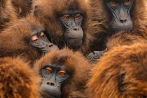 Boccagli morbidi di gruppo denso di babbuini gelada affollamento in habitat naturale in Etiopia, Africa — Foto stock