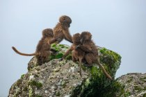 Pavianbabys sitzen auf bemoosten Felsen und spielen an bewölkten Tagen in Afrika — Stockfoto