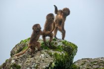 Grupo de babuínos sentados na rocha musgosa e brincando em dia nublado na África — Fotografia de Stock