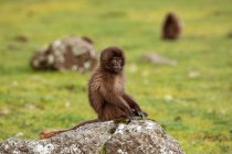 Baby baboon sitting on mossy rock looking at camera on cloudy day in Ethiopia, Africa — Stock Photo