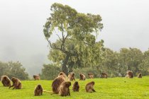 Gruppo di babbuini gelada seduti su un prato lussureggiante vicino a alberi verdi e mangiare erba in Etiopia, Africa — Foto stock