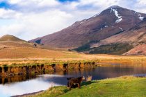 Picturesque countryside landscape with cows grazing on green grass near calm river against mountain in sunny spring day in Scottish Highlands — Stock Photo