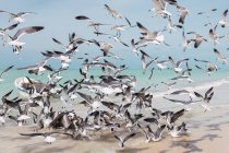 Летающие чайки стекаются над водой побережья океана в Мексике — стоковое фото