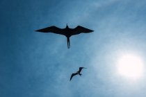 Low angle view of flying seagulls silhouettes blue cloudy sky with bright sun — Stock Photo