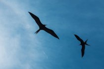 Vista basso angolo di volare gabbiani silhouette cielo nuvoloso blu con sole luminoso — Foto stock