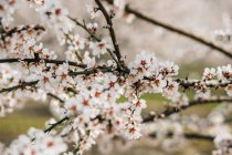 Blooming cherry trees growing on hilly terrain in spring day in Spanish countryside — Stock Photo