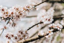 Blooming cherry trees growing on hilly terrain in spring day in Spanish countryside — Stock Photo