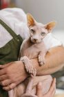 Unrecognizable artisan in white shirt and green apron while carry calm Sphynx cat on hands in modern studio — Stock Photo