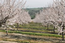 Rangées de cerisiers en fleurs poussant sur un terrain vallonné au printemps dans la campagne espagnole — Photo de stock