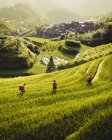 D'en haut des terrasses de riz avec des plantes vertes et des travailleurs avec une petite ville sous le brouillard sur la pente de la colline à Longsheng — Photo de stock