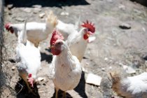 Few roosters with white plumage and red crests walking on ground in farm paddock — Stock Photo
